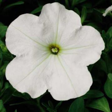 Петуния Ура белая (white)