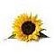 Соняшник декоративний