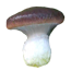 Мокруха