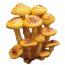 Чешуйчатка