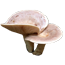 Млечник