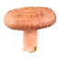 Волнушка