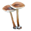 Меланолеука