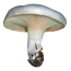 Подвишенник
