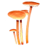 Чесночник