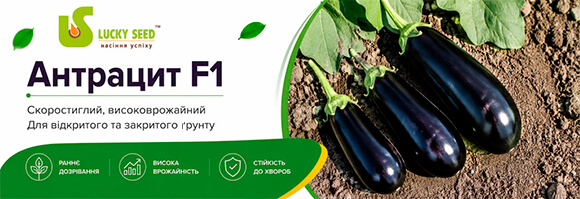 Баклажан Антрацит