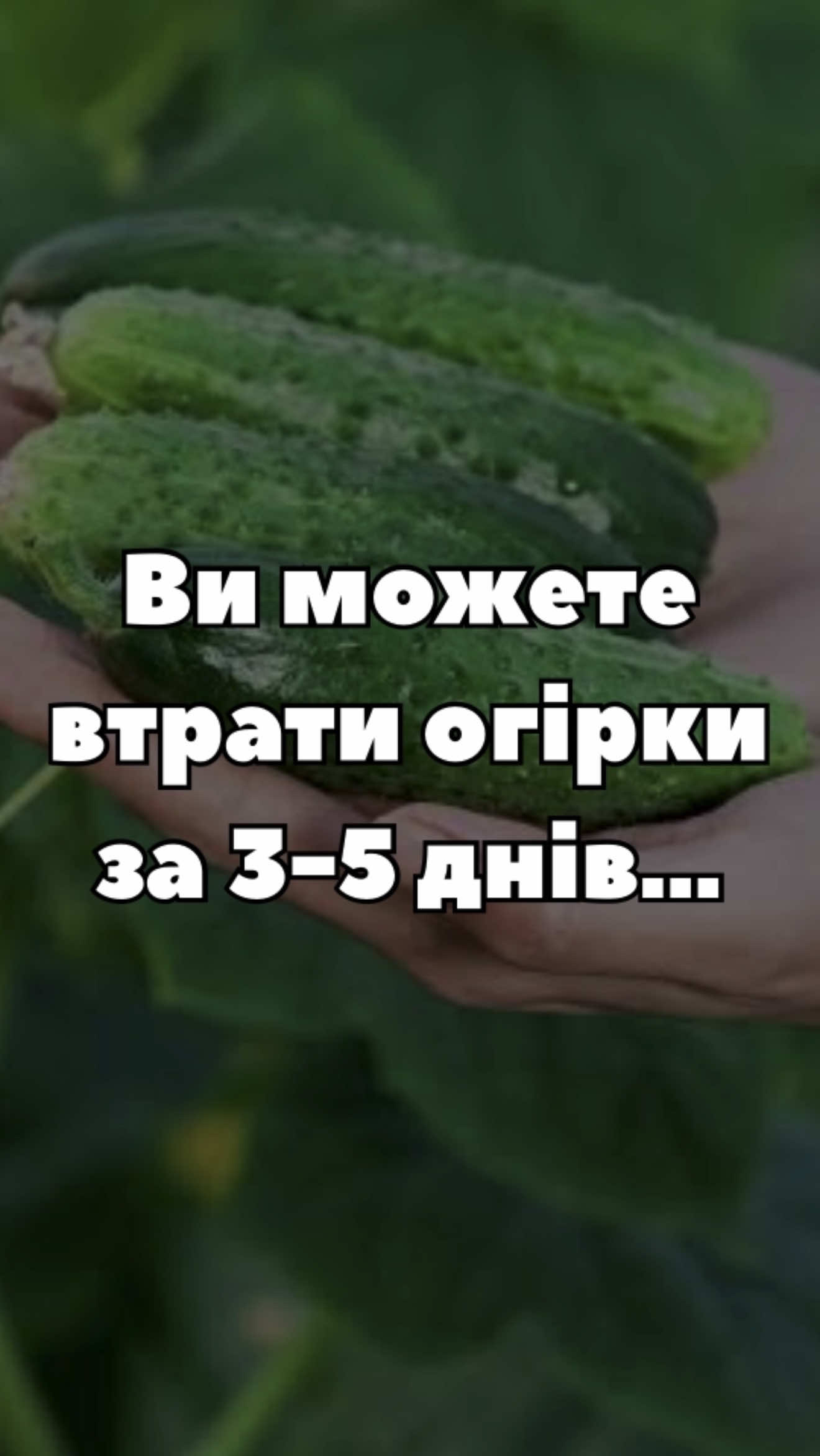 Тля на огірках? Не чекайте, поки знищить рослини 🐛 Ефективні рішення — у відео ⚡️ #попелиця #огірки #захистрослин #шкідники #городництво