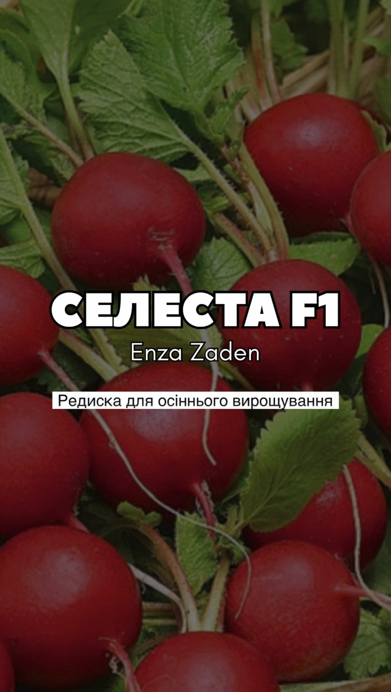 Редиску можна сіяти не лише навесні 👀 Селеста F1 підходить і для осіннього вирощування — висівати можна аж до кінця жовтня 🍂🌱 #редиска #город #насіння #осіннійпосів #супермаркетнасіння 