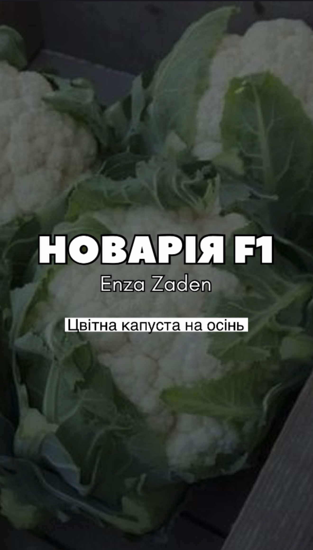 Підбираєте насіння цвітної капусти для осіннього вирощування? 🌱 Новарія F1 — один із гібридів, який обирають за стабільність, якість головок і хорошу адаптацію до різних умов вирощування. У відео показуємо оригінальне насіння та процес фасування 👌 #цвітнакапуста #капуста #насіннякапусти #насінняовочів #городництво 