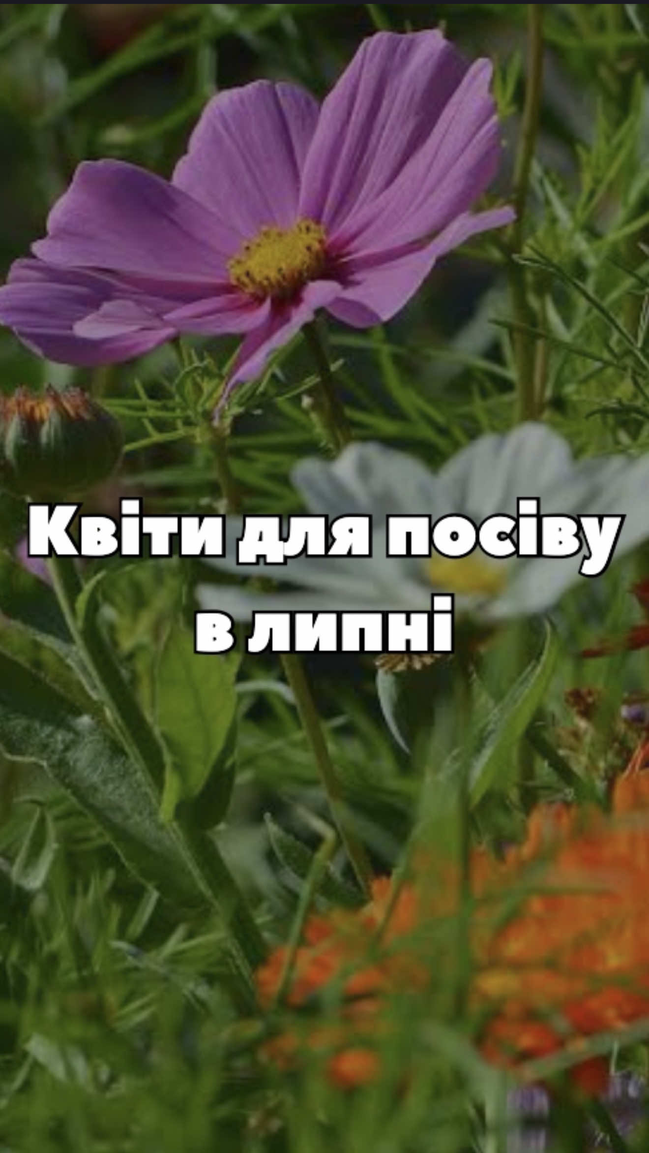 🌸 Квіти, які ще встигнуть зацвісти цього року, якщо посіяти їх у липні! Календула, космея, цинія, ешшольція, матіола та алісум 🌿 Зберігай, щоб не втратити список 💾 #квіти #посів #садівництво #город #дача 