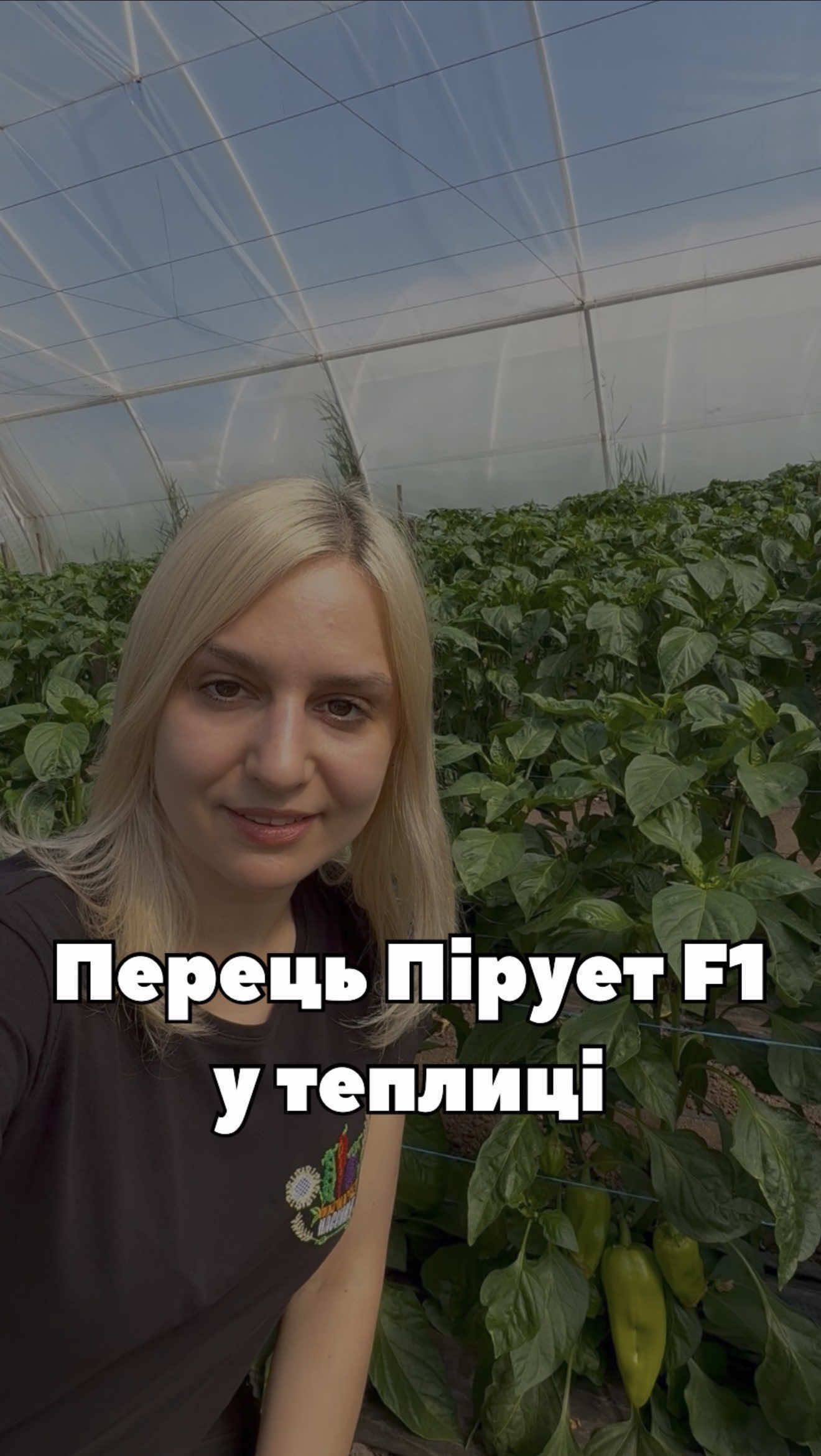 🌶 Так виглядає солодкий перець Пірует F1 у теплиці! Потужні рослини, гарне навантаження плодами та привабливий товарний вигляд. Саме за ці якості гібрид цінують багато овочівників. А ви вже вирощували Пірует F1? Діліться досвідом у коментарях 👇 #перець #солодкийперець #насіння #город #теплиця 
