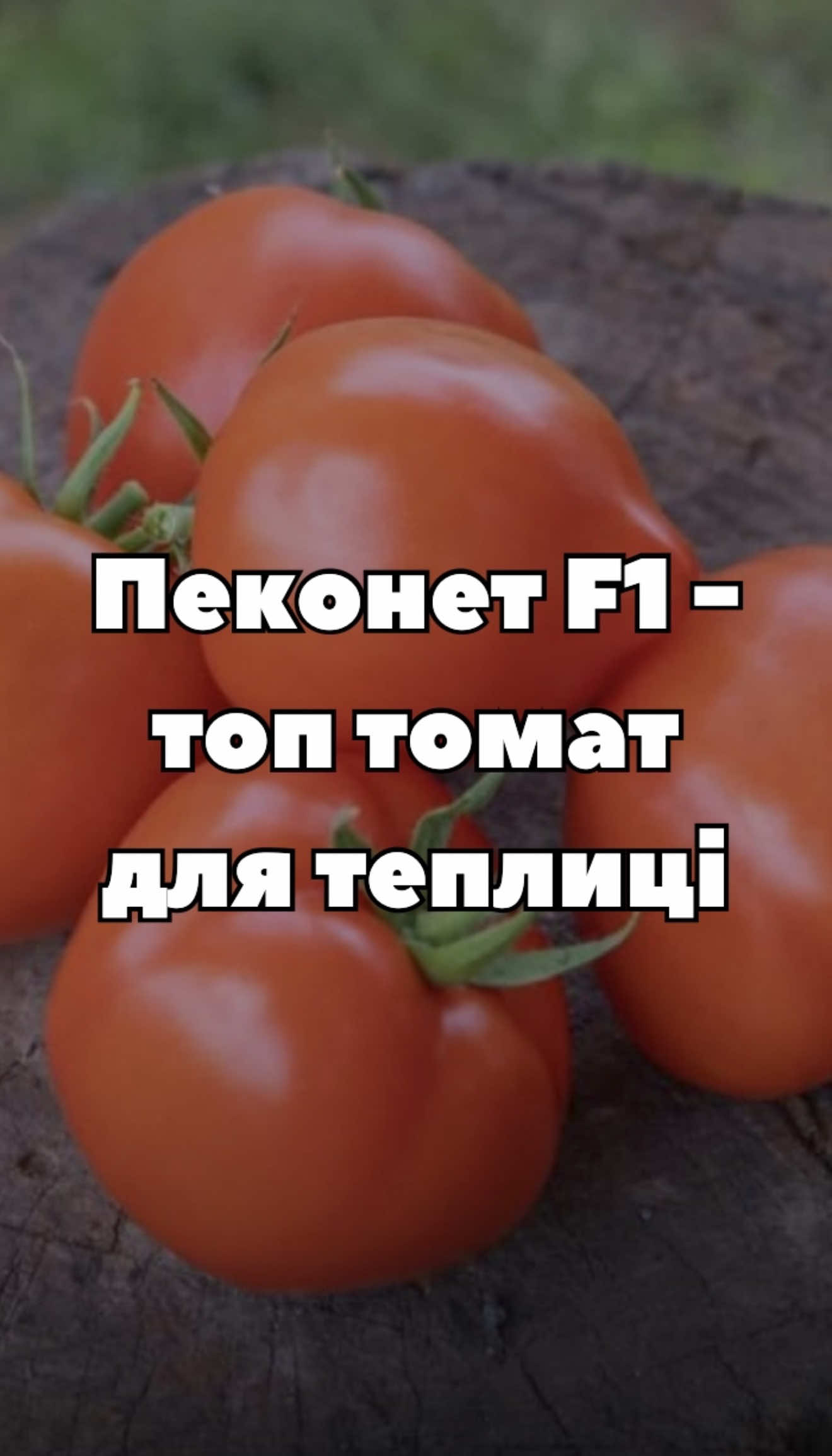 Пеконет F1 — ранній урожайний томат для теплиць 🌿 Плоди ~170 г, гарна транспортабельність, стабільний урожай навіть у складних умовах. #томати #теплиця #насіння #гібрид #городництво 