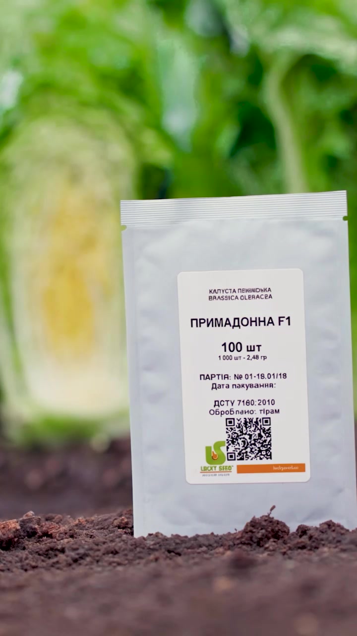🥬 Пекінська капуста Примадонна F1 — осіннє вирощування з відмінним результатом! 75–85 днів до врожаю, щільна циліндрична головка 1,5–2 кг, темно-зелена зовні та жовтувата в розрізі. Добре зберігається після збору 👌 Насіння — у посиланні в шапці профілю 🔗 Відео: @svitlanaovshtein #пекінськакапуста #примадоннаf1 #капуста #городина #насіння 