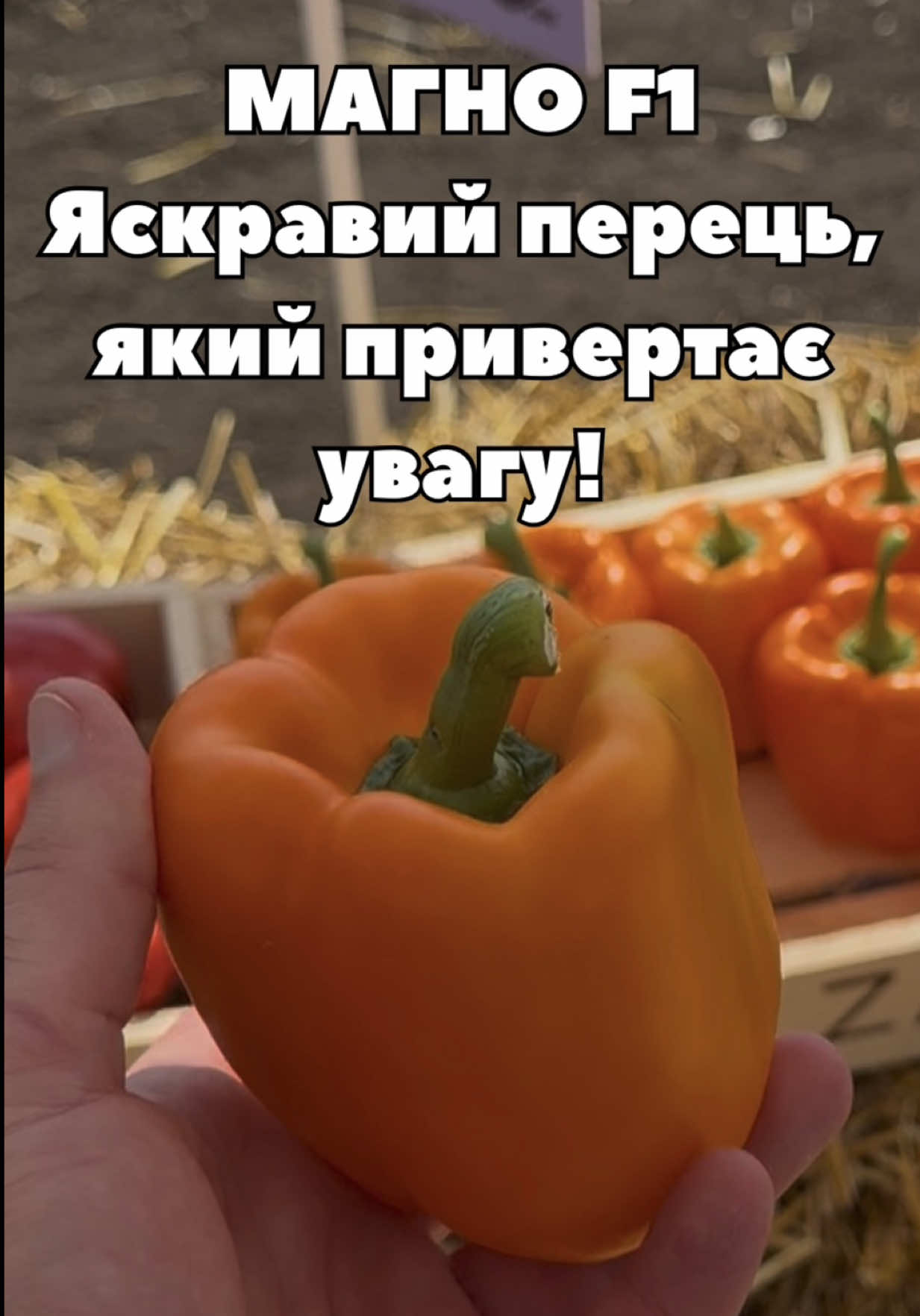 Цей перець точно привертає увагу своїми яскравими плодами 🌶😍 МАГНО F1 від @enzazadenua — насіння в наявності у «Супермаркеті насіння». До речі, зараз на нього діє знижка в межах сезонного розпродажу 🔥 Тож якщо придивлялися до цього гібриду — саме час замовити, поки насіння є в наявності! #перець #солодкийперець #насіння #город #СупермаркетНасіння