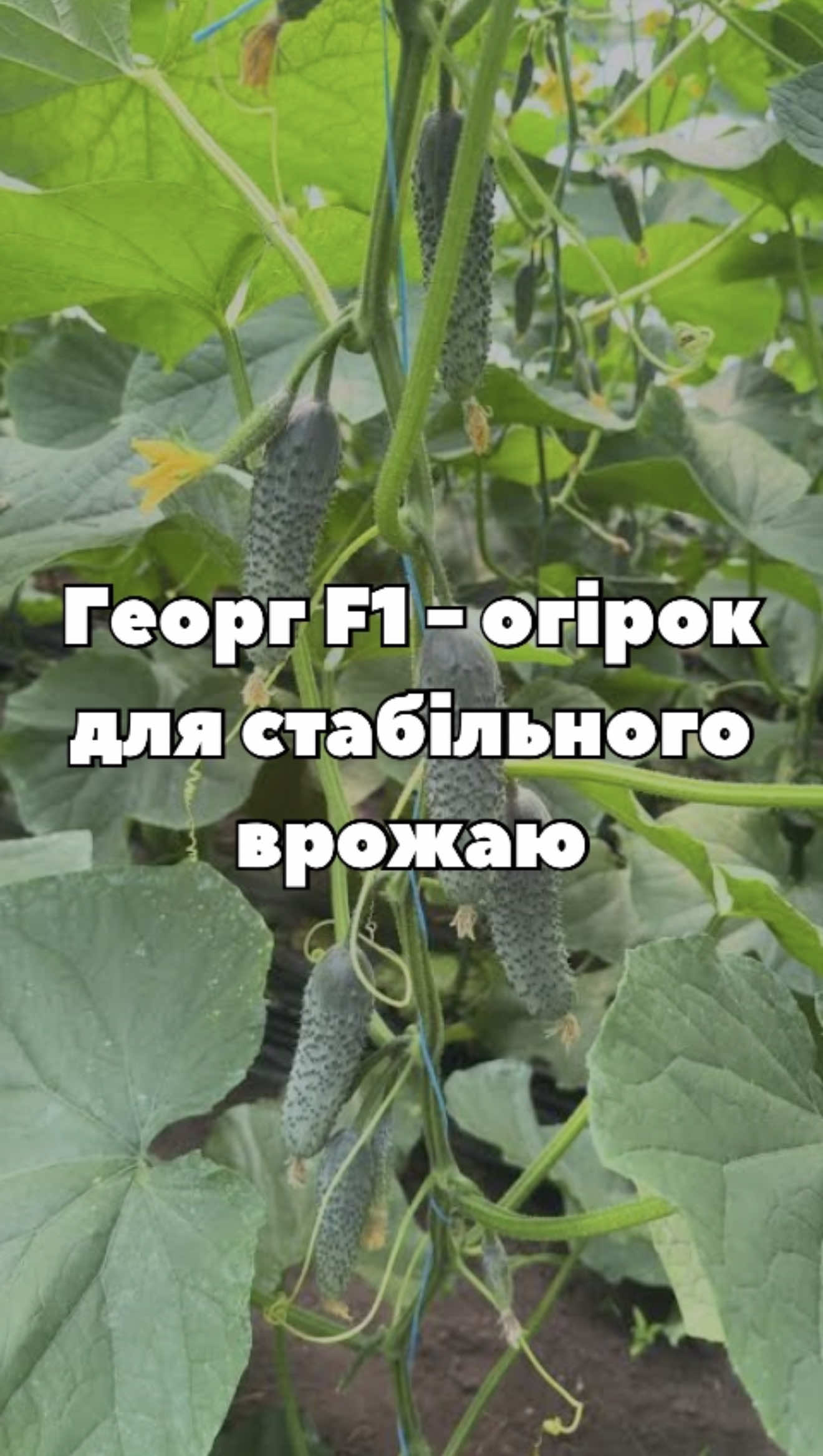 🥒 Георг F1 — новий ранній партенокарпічний гібрид огірка від Enza Zaden. Вирівняні плоди, стабільне зав'язування навіть у стресових умовах та висока врожайність роблять його чудовим вибором для сезону. 🌱 #огірки #насінняогірків #огірок #город #теплиця 