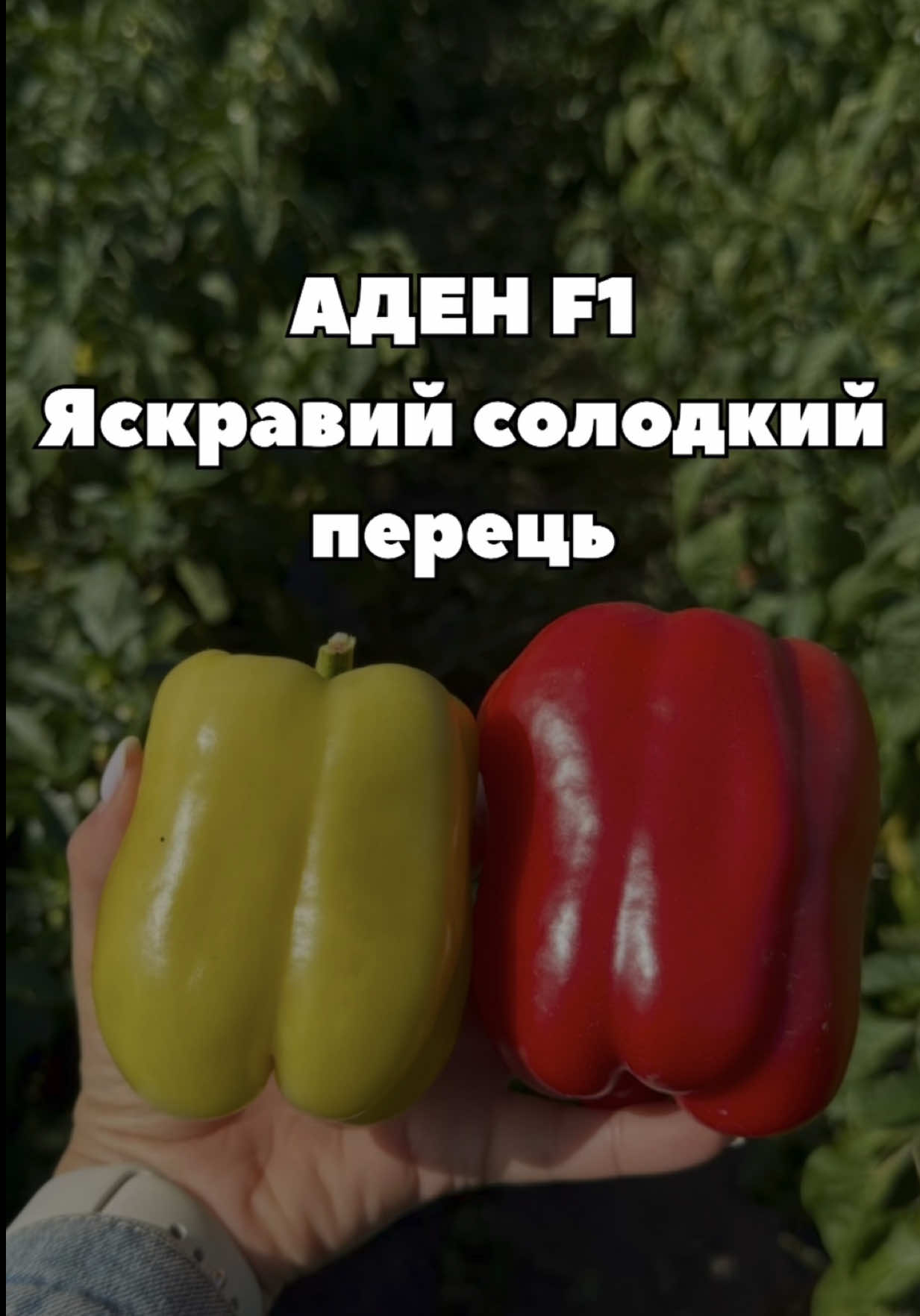 Яскравий перець, який хочеться роздивлятися ближче 🌶😍 Аден F1 (ЛС 13110 F1) від Lucky Seed — солодкий перець із красивими плодами. Насіння цього гібриду доступне в «Супермаркеті насіння» 🌱 #перець #солодкийперець #насінняперцю #насіння #город