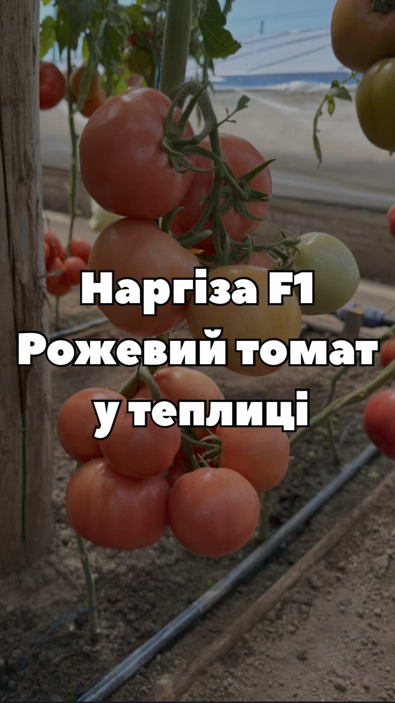🍅 Наргіза F1 від Rijk Zwaan — ранній індетермінантний гібрид рожевого томату для вирощування в плівкових теплицях. Подивіться, як виглядають рослини та плоди в теплиці 👀 🌱 Округлі рожеві плоди 🍅 Маса — 200–250 г ✨ Щільні, блискучі плоди з високою товарністю 💪 Добре зав'язує плоди навіть у стресових умовах Насіння Наргіза F1 в наявності у «Супермаркеті насіння» 🌱 🔥 А зараз на насіння діє щорічний розпродаж — встигніть скористатися знижками! #томат #рожевийтомат #насіннятомату #томатF1 #RijkZwaan