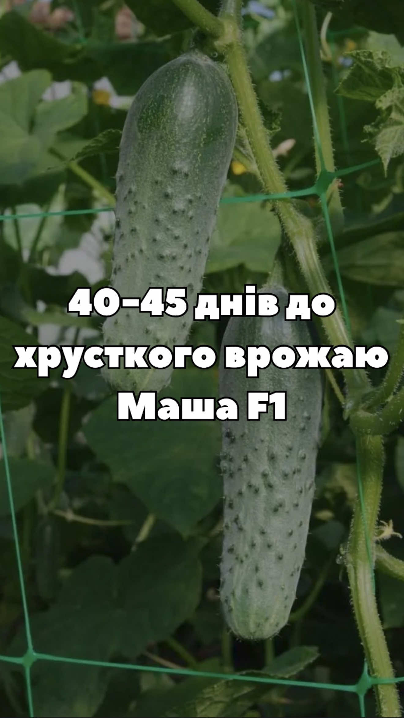 Маша F1 (Seminis) — універсальний партенокарпічний огірок корнішонного типу 🥒 Підходить для відкритого ґрунту, теплиць і різних технологій вирощування 🌿 Швидкий старт — 40–45 днів до врожаю, плоди 8–9 см, щільні та хрусткі без гіркоти. Насіння доступне в Супермаркеті насіння 🌱 #МашаF1 #Seminis #огірки #насіння #город 
