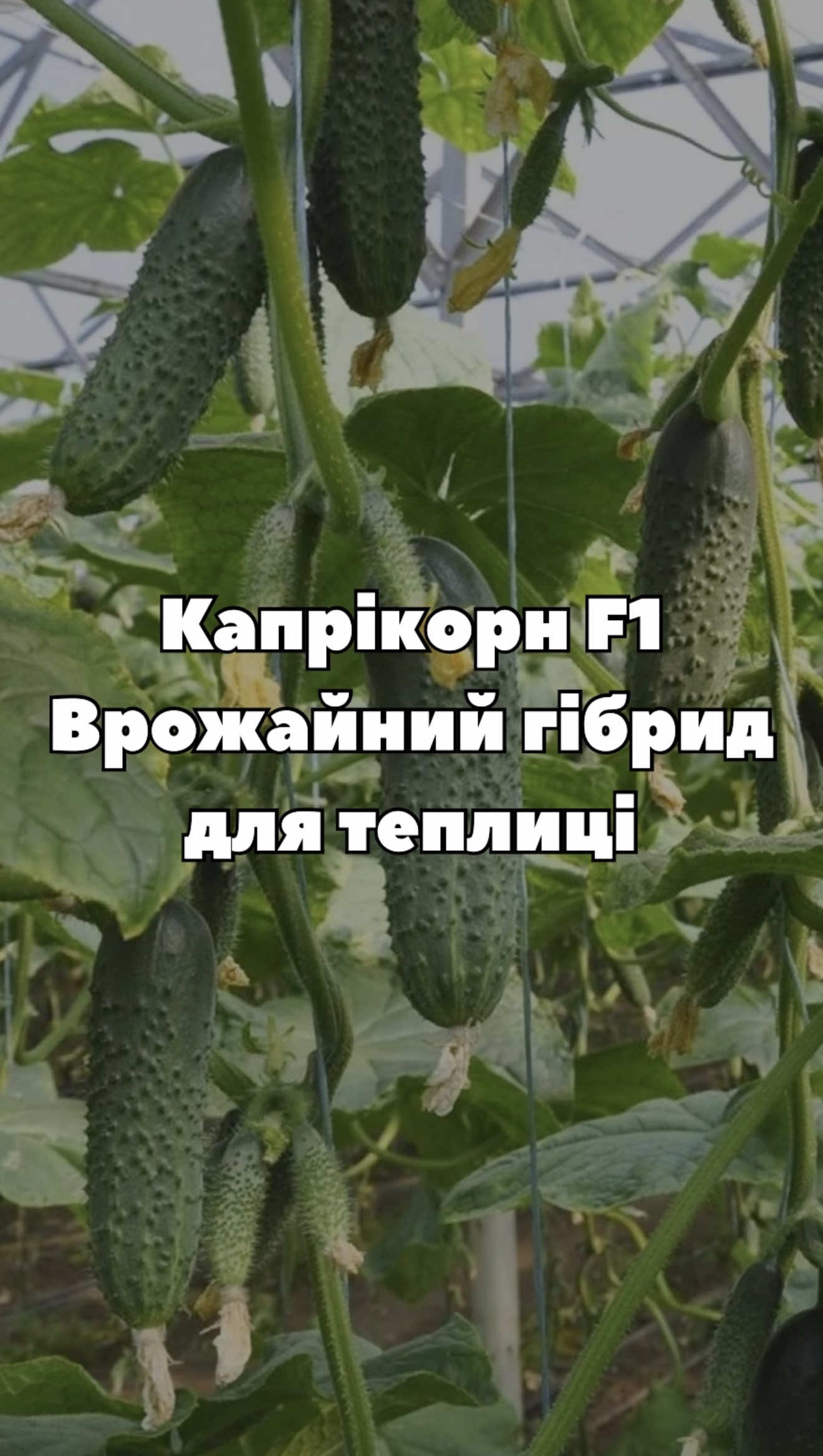 Капрікорн F1 — огірок, який вражає врожайністю! 🌿 На відео показуємо рослину та плоди цього партенокарпічного гібриду прямо в теплиці. Рівні, красиві зеленці та стабільне плодоношення — саме те, що цінують овочівники. 🌱 Насіння огірка Капрікорн F1 доступне в «Супермаркеті насіння». 💬 А ви вже вирощували Капрікорн F1? Діліться враженнями в коментарях! #супермаркетнасіння #огірок #капрікорнF1 #насіння #теплиця