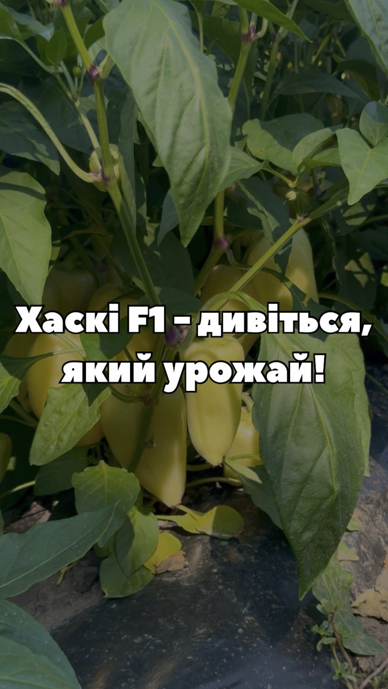 🌶 Хаскі F1 від Enza Zaden — дивіться, як виглядає рослина в полі під час плодоношення! Показуємо гібрид наживо: рослину, плоди та характер плодоношення 👀 🌱 Насіння Хаскі F1 в наявності у «Супермаркеті насіння». 🔥 І саме зараз на насіння діє розпродаж зі знижками — встигніть скористатися! #перець #солодкийперець #насінняперцю #EnzaZaden #супермаркетнасіння 