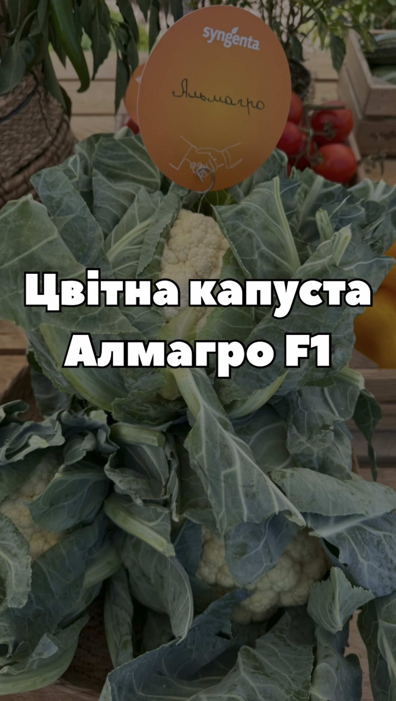 🌿 Експерт Syngenta розповідає про один із найстабільніших гібридів цвітної капусти — Almagro F1 💥 Надійна зав’язуваність, вирівняні головки та стабільна якість у різних умовах вирощування 🌱 #цвітнакапуста #AlmagroF1 #Syngenta #насіння #агробізнес 