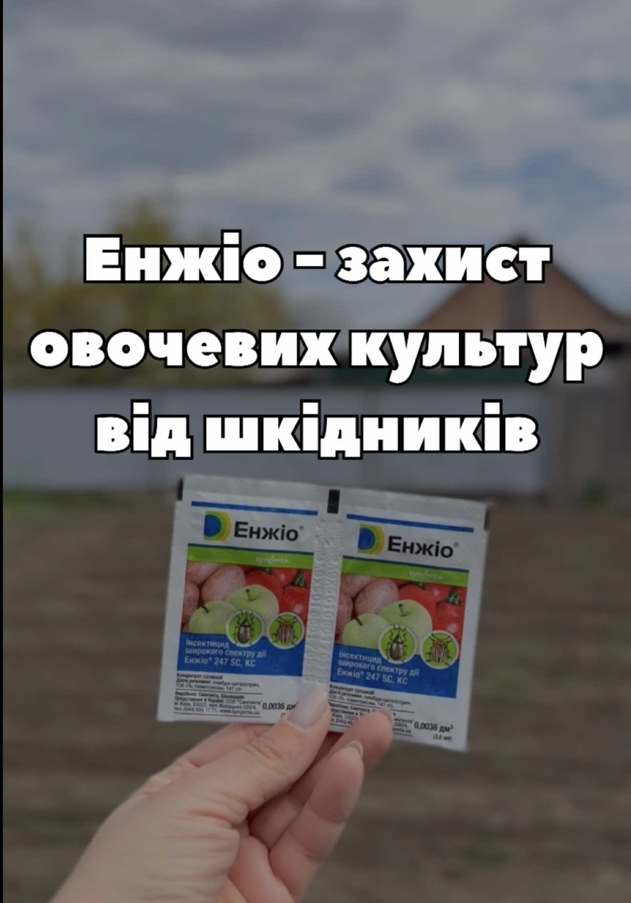 🌱 Енжіо® — інсектицид широкого спектра дії для захисту овочевих культур від поширених шкідників. 🍅 Томати — колорадський жук, попелиця 🥬 Капуста — блішки, попелиця, білани, міль, совка 🧅 Цибуля — цибулева муха, трипси 🥔 Картопля — колорадський жук Препарат доступний у різних фасуваннях: 3,6 мл, 100 мл та 5 л. 🔥 А зараз придбати Енжіо® можна ще вигідніше — у «Супермаркеті насіння» триває щорічний розпродаж, і на препарат діє хороша знижка! Обирайте потрібний об’єм та захищайте свій урожай 🌱 #інсектицид #захистрослин #засобизахистурослин #шкідники 