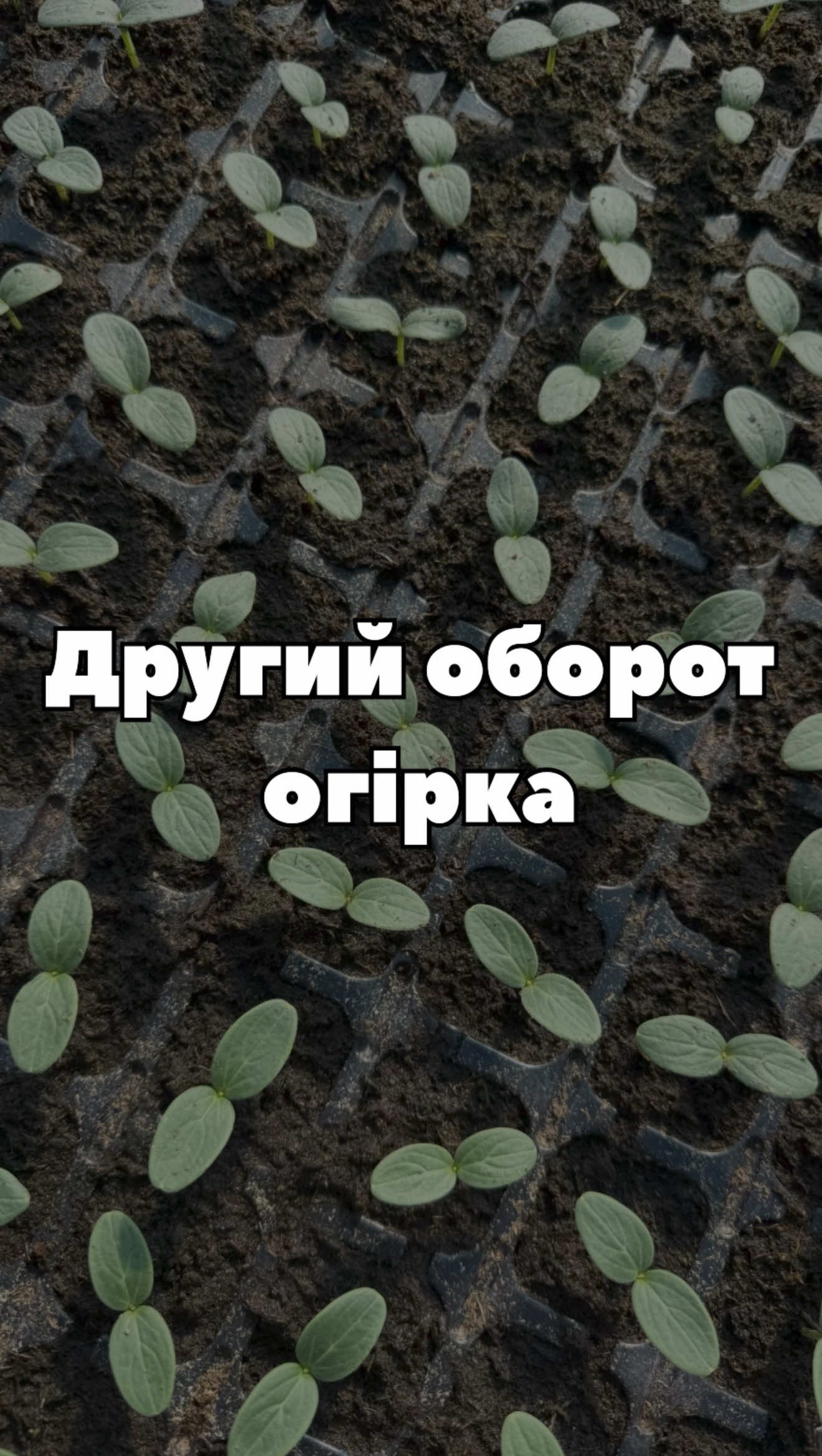 Серпень — саме час готувати розсаду огірка для другого обороту. 🌱🥒 А як у вас цього сезону? Уже висіваєте чи тільки плануєте? 👇 Напишіть у коментарях, який гібрид огірка обрали для другого обороту. Цікаво дізнатися, що найчастіше вирощують цього року! #огірки #розсада #город #другийоборот #супермаркетнасіння 
