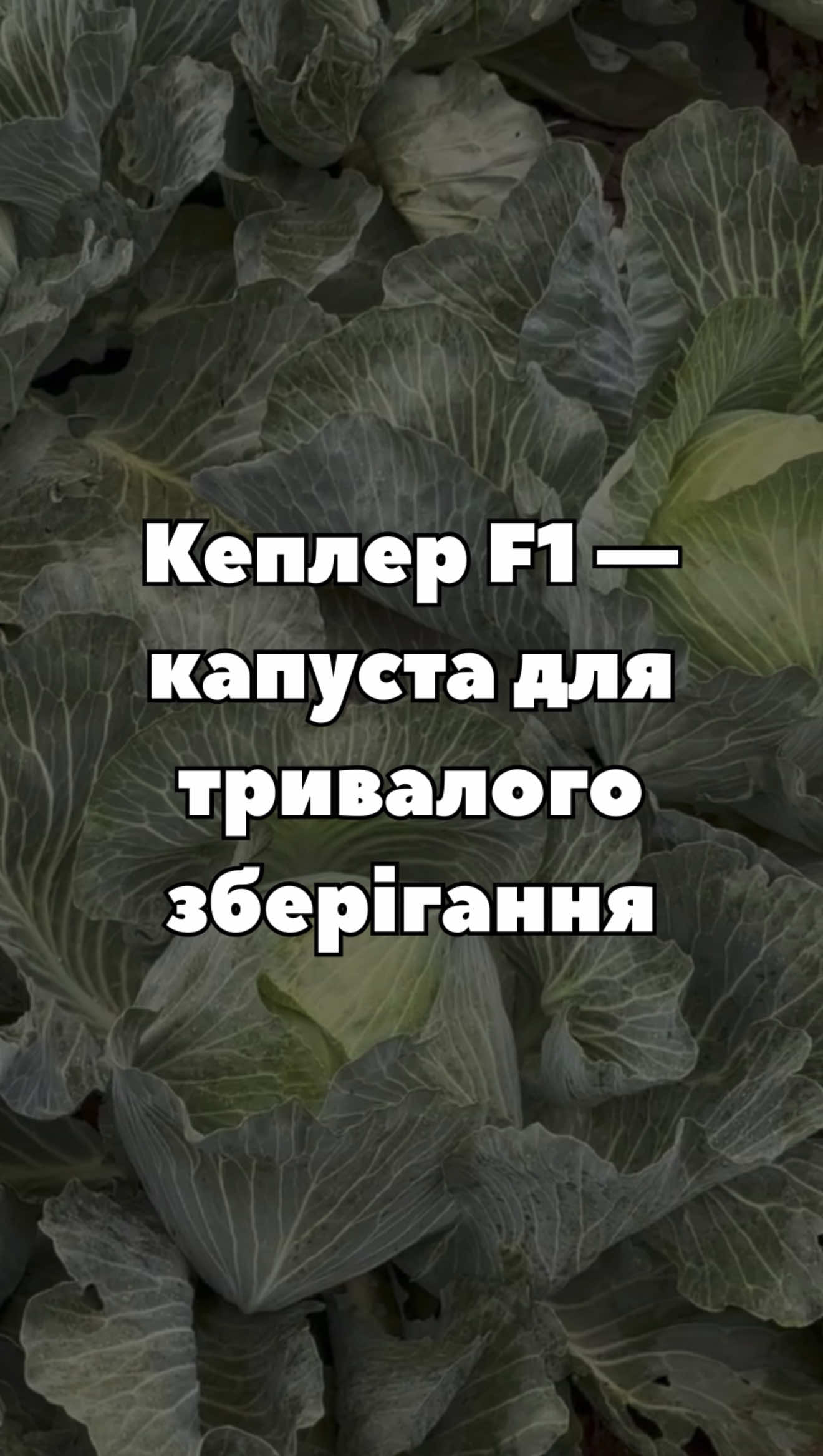Капуста Кеплер F1 від Syngenta 🥬 Середньопізній гібрид, зберігається до 8 місяців. Стійкий до фузаріозу та трипсу. Замовити насіння - за посиланням в шапці профілю. #капуста #кеплер #syngenta #насіннякапусти #білоголовакапуста