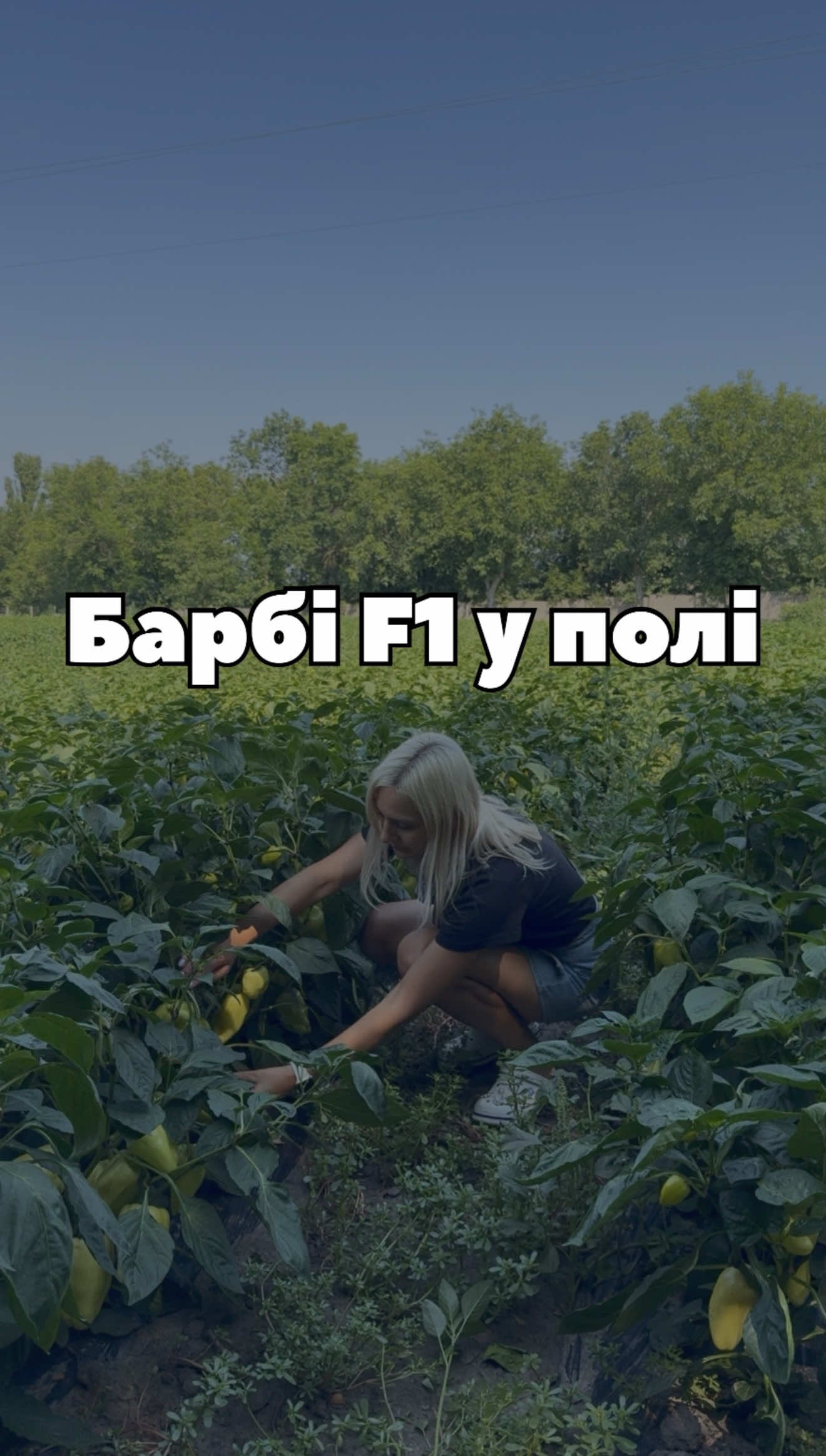 🌶 Барбі F1 від Syngenta — ранній гібрид солодкого перцю типу Ламуйо. Дивіться, як виглядає рослина під час плодоношення 👀 Плоди видовжено-кубовидні, масою 190–220 г, у технічній стиглості жовті, а при достиганні стають насичено-червоними. Гібрид добре зав'язує плоди навіть у спеку. 🌱 Насіння Барбі F1 — у «Супермаркеті насіння». #солодкийперець #перець #насінняперцю #Syngenta #перецьf1 