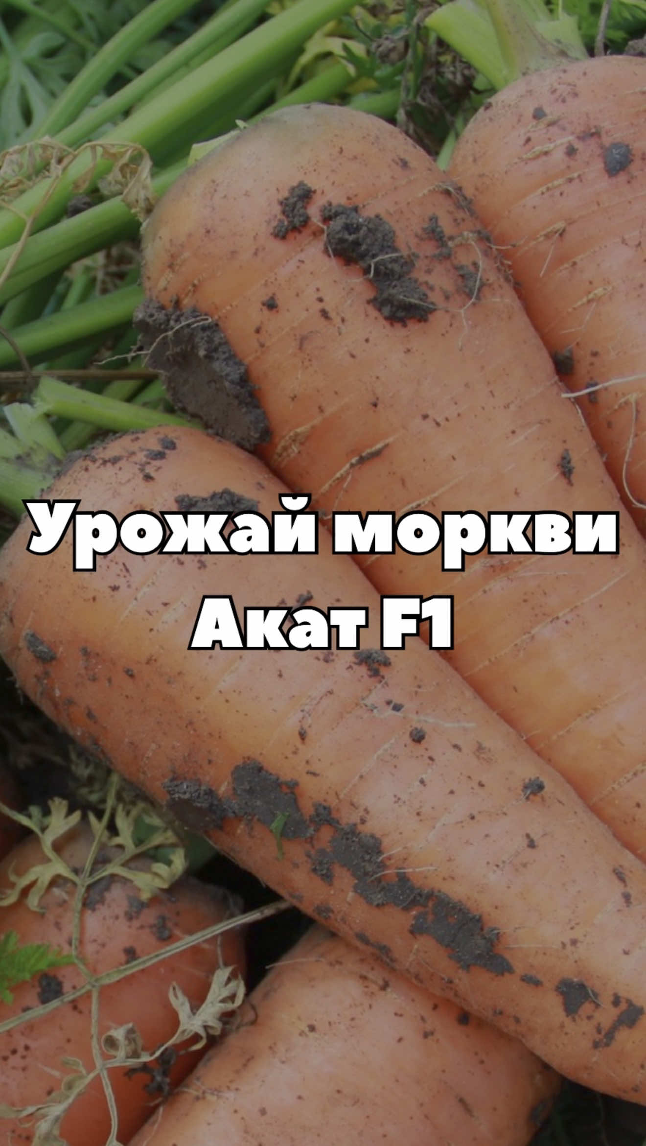 Ось такий урожай дає морква Акат F1 🥕 рівні, яскраві коренеплоди з чудовим смаком і гарною лежкістю. Насіння доступне в «Супермаркеті насіння» 🌱 #морква #акатf1 #урожай #город #супермаркетнасіння 