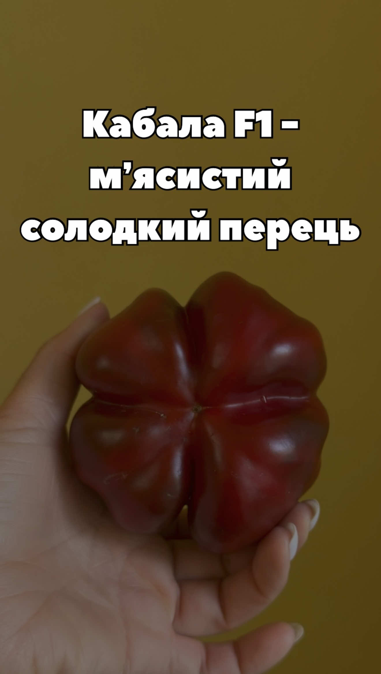 Знайомимо вас із Кабала F1 🌶 Великий, м’ясистий, солодкий і з товстою стінкою — подивіться, який він у розрізі! Насіння цього гібрида поки проходить реєстрацію, тож у продажу його ще немає. Але запам’ятовуйте Кабала F1 😉 #перець #солодкийперець #КабалаF1 #насіння #город