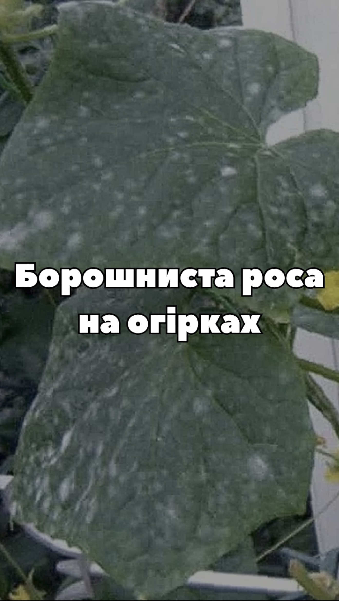 🧴 Підбірка препаратів для захисту огірків від борошнистої роси: 🌿 Біопрепарати — Фітодоктор, Фітохелп, Фітоцид, Ефект для огірків 🧪 Хімічні — Топаз, Міравіс, Тіовіт Джет, Квадріс 250 SC, Кабріо Дуо, Старк, Захисник #огірки #борошнистароса #теплиця #город #захистрослин 