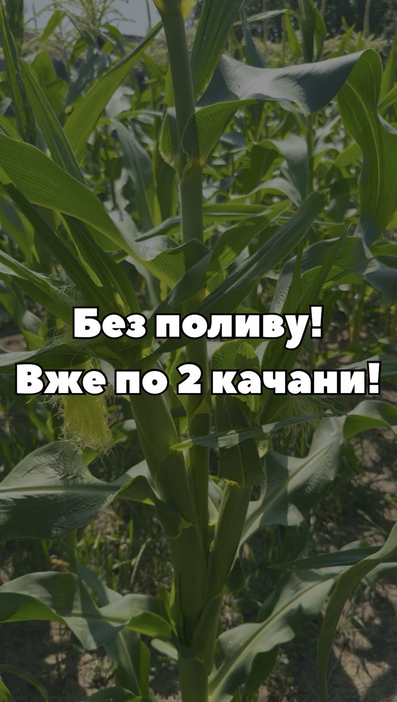 🌽 Минуло 79 днів після посіву! BSS 1075 F1 вже формує по два качани 🌽 Вирощування без поливу. Як вам результат? 👇 #кукурудза #суперсолодкакукурудза #Syngenta #городництво #супермаркетнасіння 