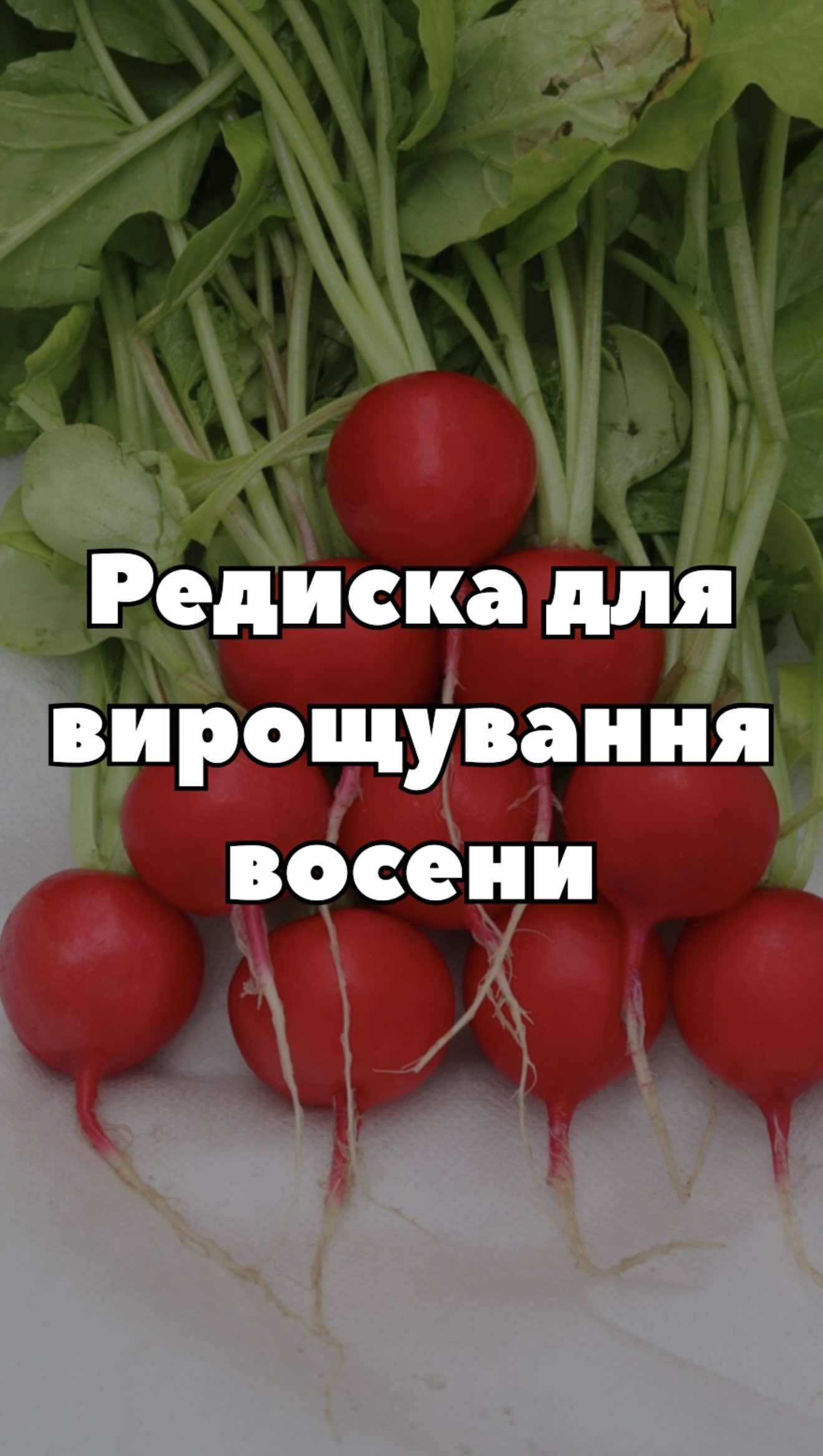 🌱 Плануєте вирощувати редиску восени? Зверніть увагу на Аутелла F1 від Hazera! Цей гібрид чудово підходить для вирощування в теплицях і тунелях у прохолодний період. Від посіву до збору — лише 22–25 днів, а коренеплоди виходять яскравими, однорідними та хрусткими. Насіння Аутелла F1 в наявності у «Супермаркеті насіння» 🌱 🔥 І зараз ще вигідніше — триває розпродаж зі знижками до 15% на весь асортимент! #СупермаркетНасіння #АутеллаF1 #Hazera #редиска #осіннійпосів 