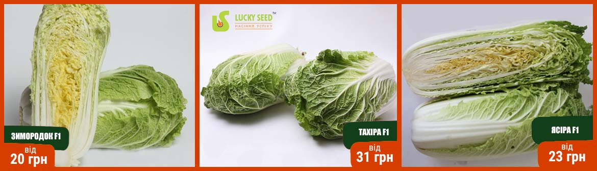 kapusta-lackyseeds