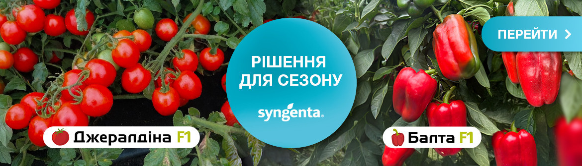 Овочі сингента